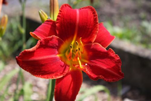 Liliowiec Ogrodowy CRIMSON GLORY