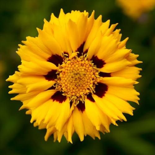 Nachyłek wielkokwiatowy ANDIAMO YELLOW