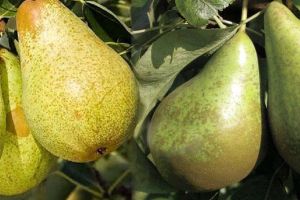 Grusza DUO - BONKRETA I KONFERENCJA