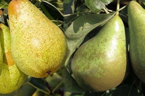 Grusza DUO - BONKRETA I KONFERENCJA