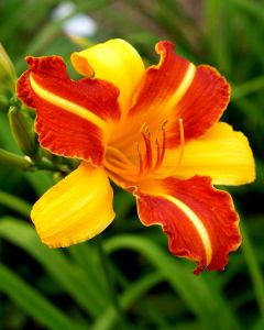 Liliowiec Ogrodowy FRANS HALS