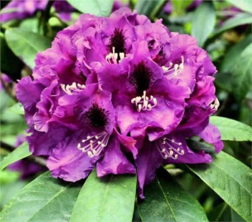 Różanecznik PURPLE SPLENDOR