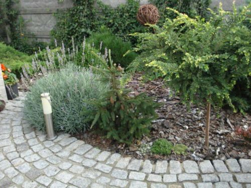 Wiąz Drobnolistny GEISHA