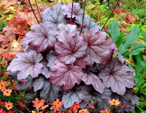 Żurawka GEORGIA PLUM