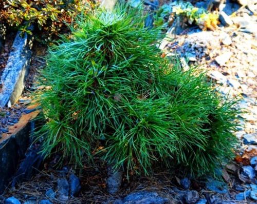 Sosna Pospolita MOSERI - szczepiona