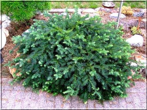 Cis pospolity REPANDENS