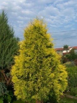 Thuja SUNKIST
