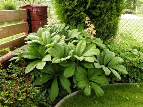 Rodgersja KASZTANOWCOLISTNA