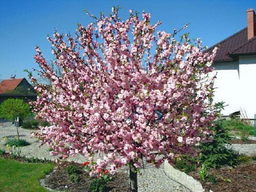 Migdałek TRÓJKLAPOWY - szczepiony na pniu