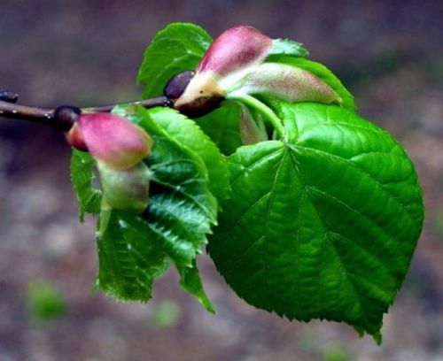 Lipa drobnolistna LICO