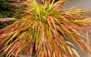 Trawa bambusowa smukła BENI KAZE