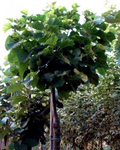 Lipa srebrzysta SILVER GLOBE