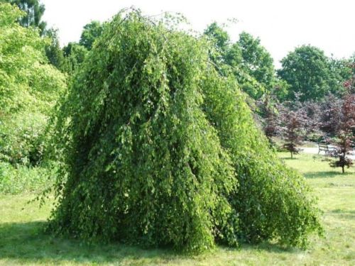 Brzoza YOUNGII Pendula