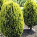 Thuja AUREA NANA