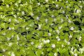 Runianka Japońska GREEN CARPET