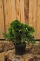 Thuja ESCHRICHT GRUNE KUGEL