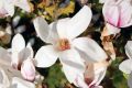 Magnolia soulangeana SPECIOSA