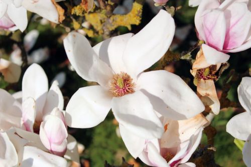 Magnolia soulangeana SPECIOSA