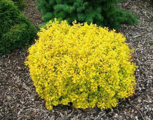 Berberys Thunberga GOLDALITA