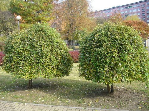 Wierzba IWA - Pendula