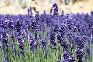 Lawenda SENTIVIA BLUE