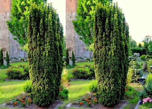 Cis pospolity FASTIGIATA