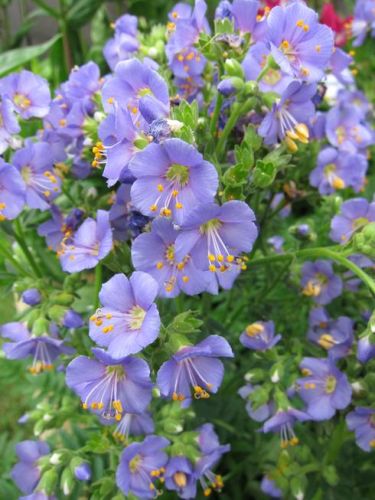 Wielosił Błękitny BAMBINO BLUE