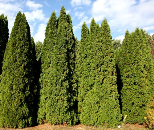 Thuja MALONYANA AUREA