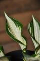 Funkia - Hosta SZAFIREK