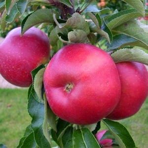 Jabłoń kolumnowa BALERINA w DONICZCE