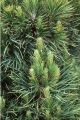 Sosna Pospolita GLOBOSA VIRIDIS - szczepiona