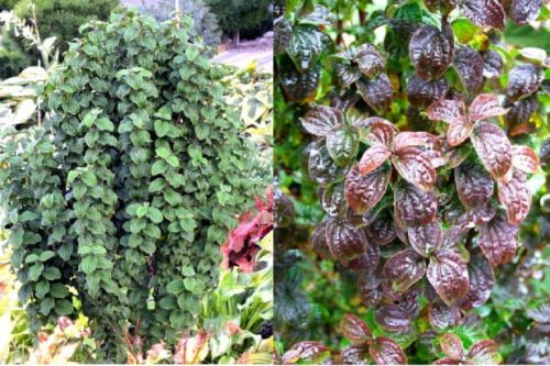 Dereń fioletowy COMPRESSA