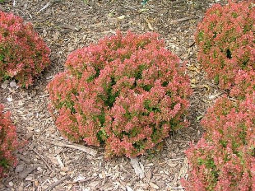 Berberys THUNBERGA INSPIRATION