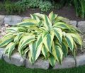 Funkia - Hosta LAKESIDE DRAGONFLY