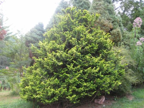 Cyprysik tępołuskowy TETRAGONA AUREA