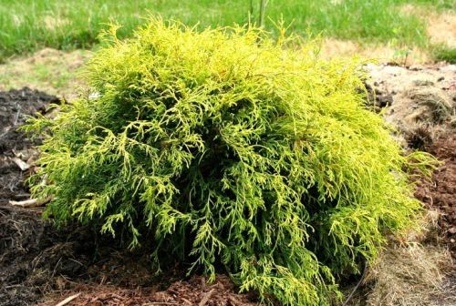 Cyprysik groszkowy GOLDEN MOP