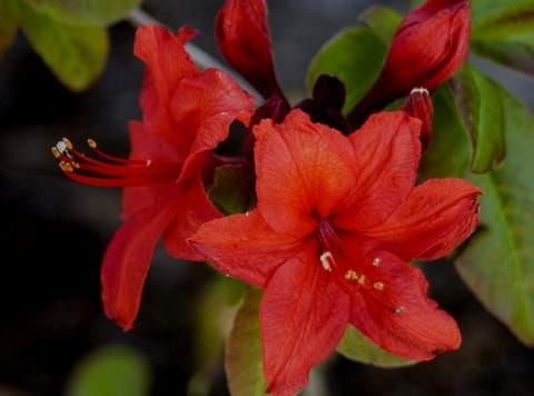 Azalia wielkokwiatowa NABUCCO