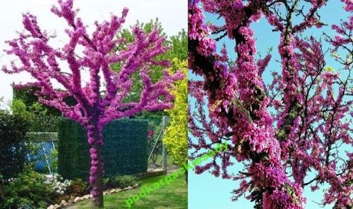 JUDASZOWIEC Kanadyjski