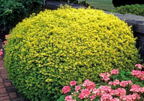 Cis pospolity  AUREA DECORA