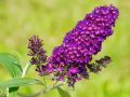 Budleja Dawida PURPLE EMPEROR