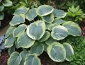Funkia - HOSTA AMERICAN HALLO