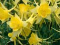 Orlik Błękitny SPRING MAGIC YELLOW