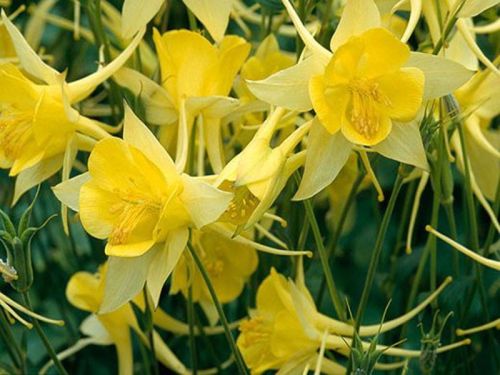 Orlik Błękitny SPRING MAGIC YELLOW