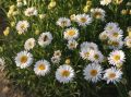 Aster Alpejski WHITE