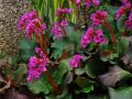 Bergenia Sercowata WINTERGLUT