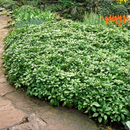 Runianka Japońska GREEN CARPET