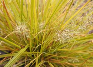 Trawa ROZPLENICA JAPOŃSKA JOMMENIK