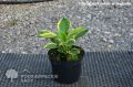 Funkia - HOSTA TWILIGHT