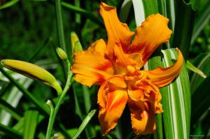 Liliowiec Ogrodowy KWANSO VARIEGATA