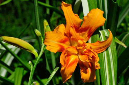 Liliowiec Ogrodowy KWANSO VARIEGATA